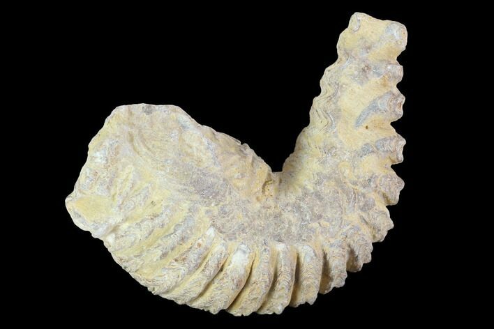 Cretaceous Fossil Oyster (Rastellum) - Madagascar #100358